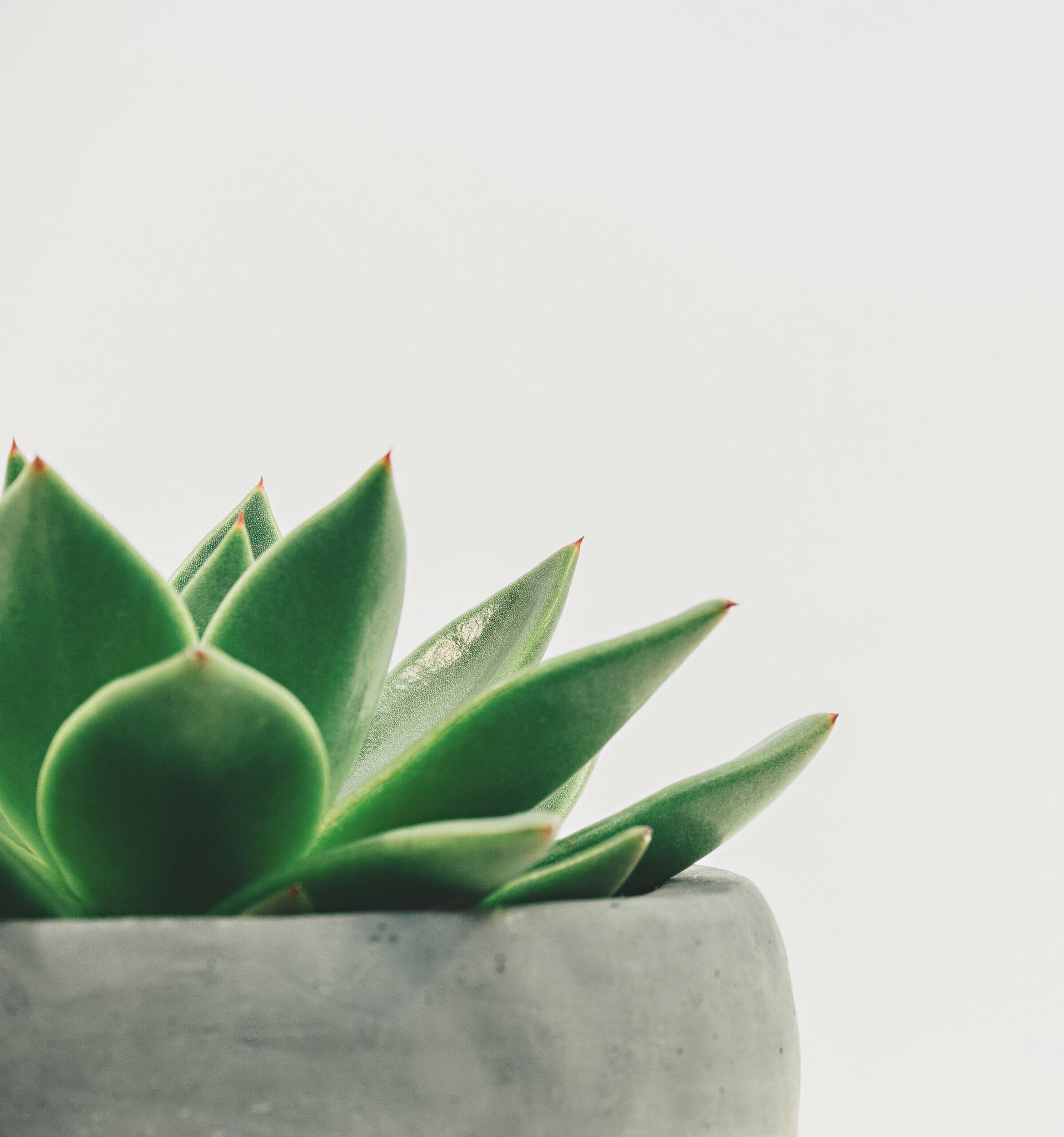 Image de plantes décoratives, représentant la diversité de notre collection d'accessoires de décoration chez MR Décor & Design, pour ajouter une touche naturelle et élégante à votre espace.