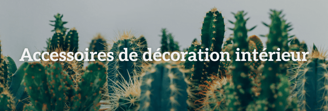 Image de cactus décoratifs sur fond blanc, représentant la page Accessoires de Décoration de MR Décor & Design, où vous pouvez découvrir nos élégantes options pour personnaliser votre espace.